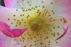 Pink Rose