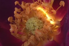 Red Rose Sunburst