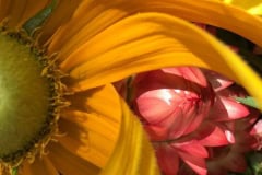 Sunflower and Dry Flower