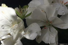 White Begonia Chiaroscuro