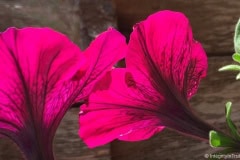 Morning Glory