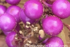 Purple Berries
