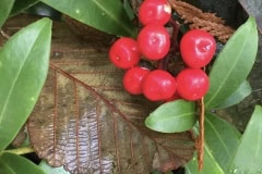 Red Berries