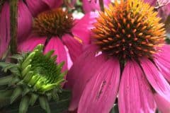 Pink Cone Flower