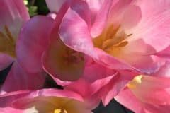 Pink Tulips