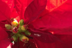Red Poinsettia