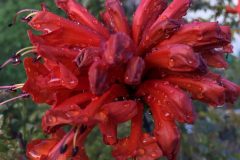 Red Flower in the Rain