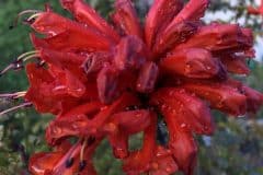 Red Flower in the Rain