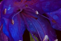 Neon Blue Flower