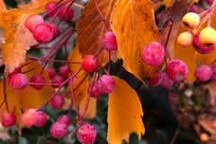 Fall Berries