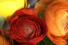 Orange and Yellow Ranunculus
