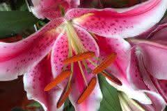 Pink Lily