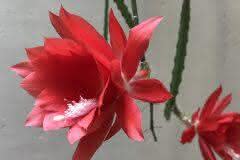 Red  Night-blooming Cereus