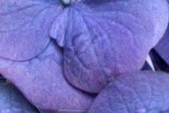Blue Hydrangea