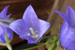 Campanula Bellflowers