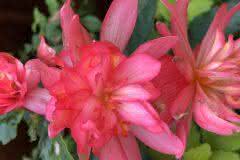 Pink Begonia