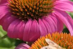 Echinacea