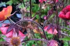 Old Fashioned Flowers