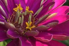 Rose Pink Dahlia