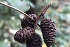 Teeny Tiny Cones