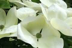 White Dogwood