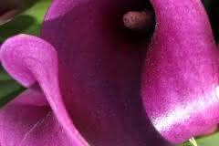 Purple Calla