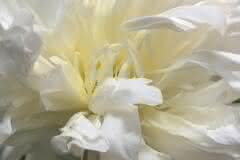 White Peony