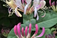 Honeysuckle