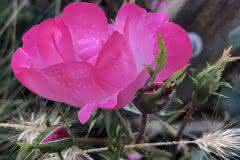 Neon Rose