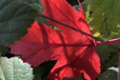 Red Fall Leaf