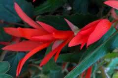 Red Fire Begonia