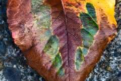 Fall Leaf