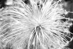 B/W Puff