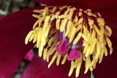 Maroon Peony