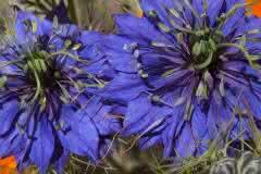 Blue Cornflowers