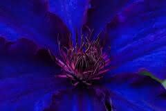 Neon Clematis
