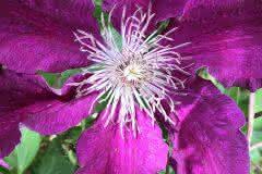 Purple Clemtis