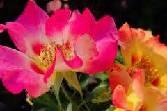 Neon Roses