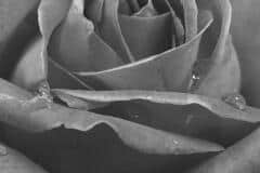 B/W Rose
