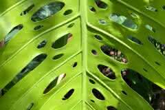 Green Lace Leaf