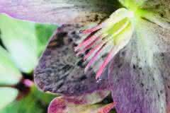 Tender Pink Hellebore