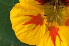 Yellow and Orange Nasturtium