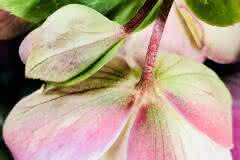 Tender Pink Hellebore