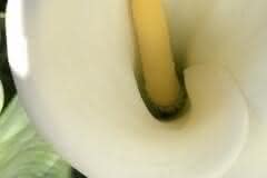 White Calla Lilies