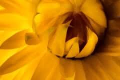 Yellow Dry Flower
