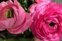 Pink Ranunculus