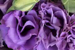 Purple Lisanthius