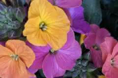 colorful Flowers