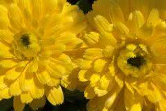 Yellow Chrysanthemum