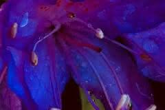 Neon Blue Flower